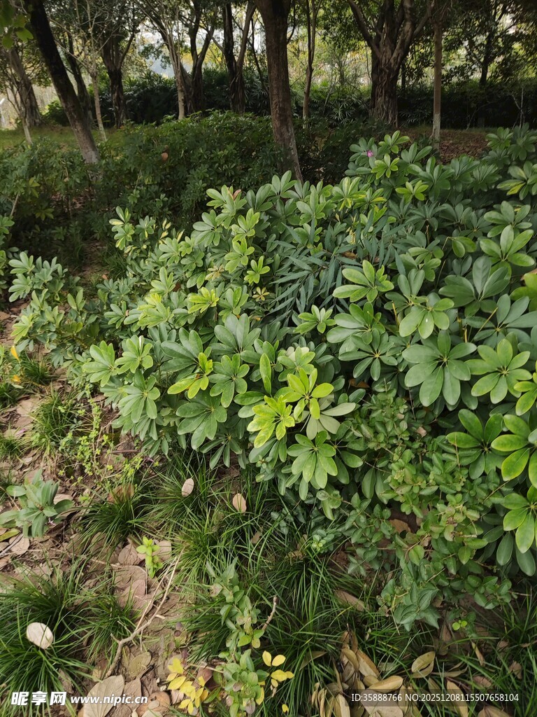 林间繁茂绿植景观