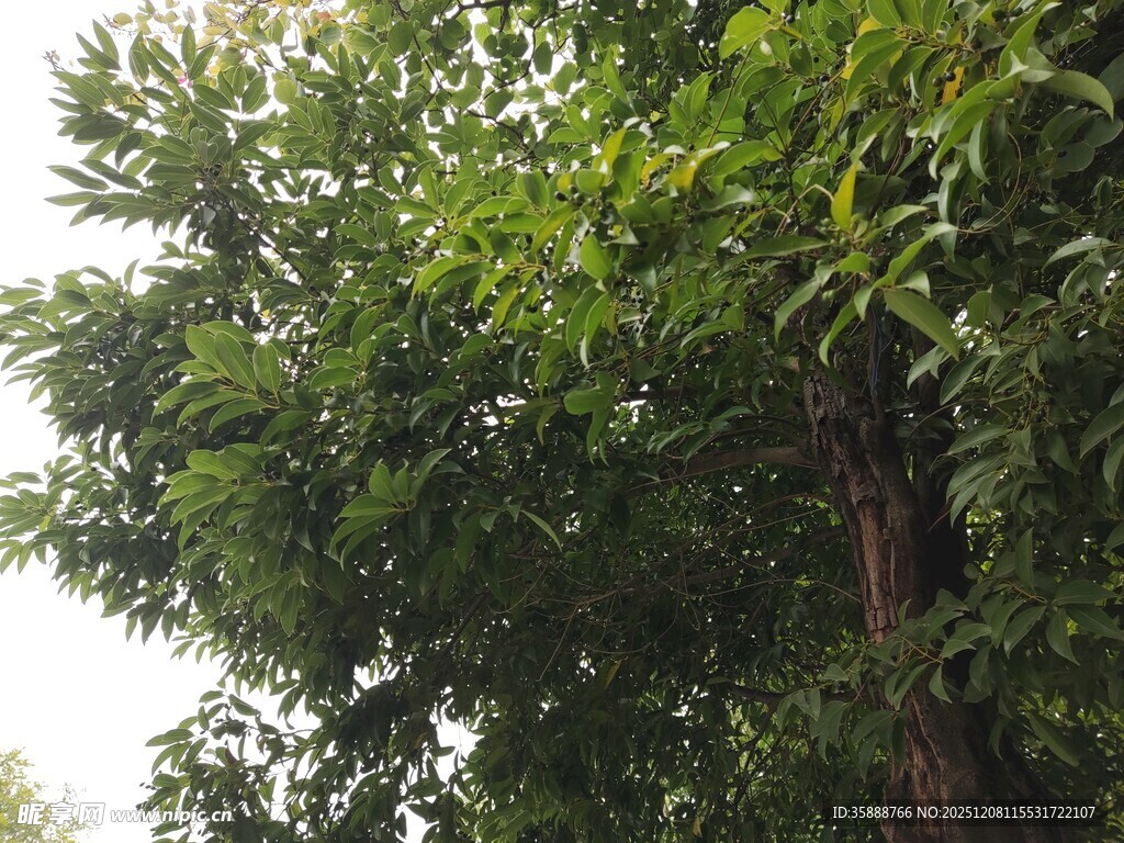 茂盛绿树展现自然生机