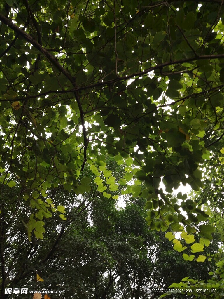 茂密绿荫下的斑驳光影