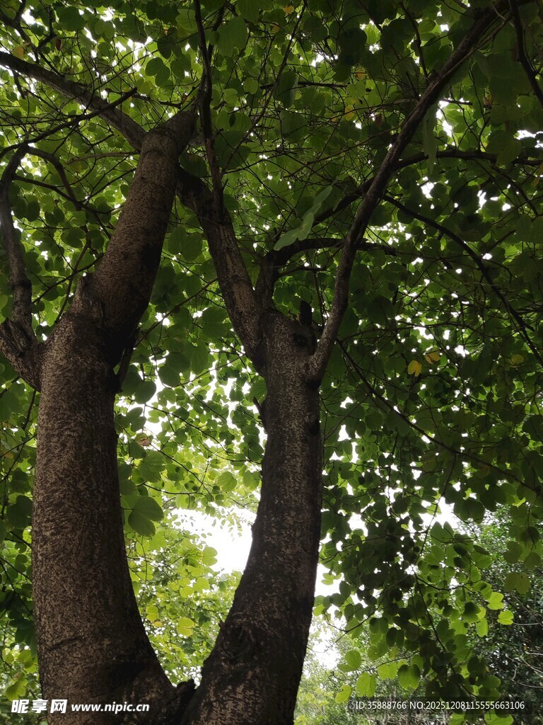 繁茂大树的生机景象