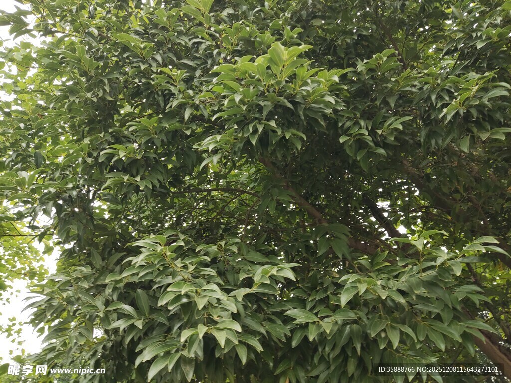 茂盛绿树展现勃勃生机