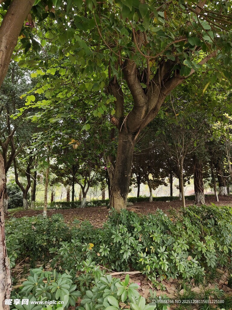 林间绿意盎然的繁茂景象