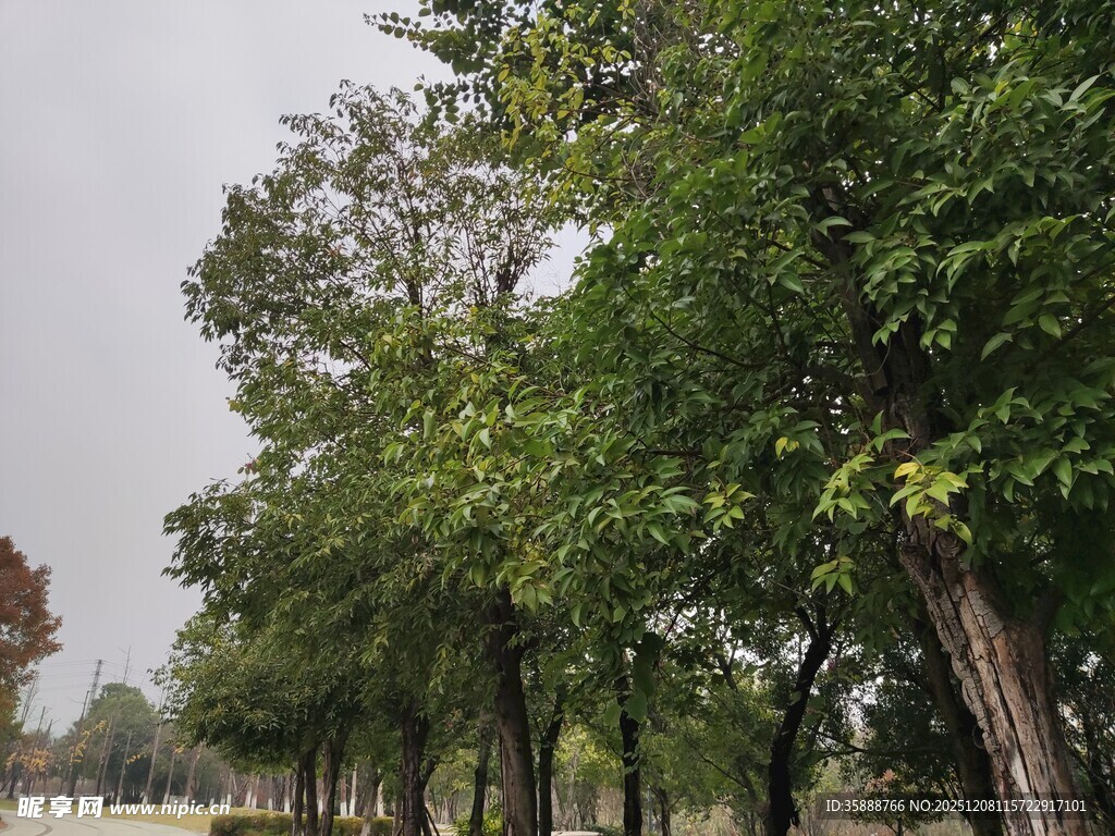 林荫道绿树成荫景色美