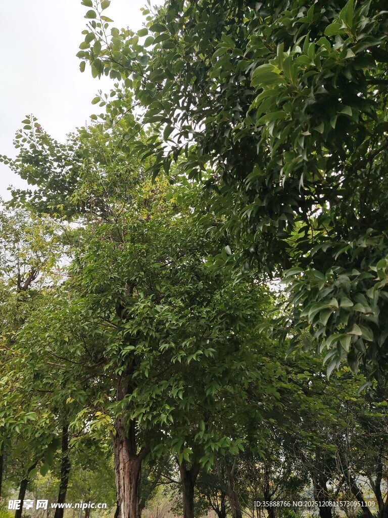 绿意盎然的树林景观