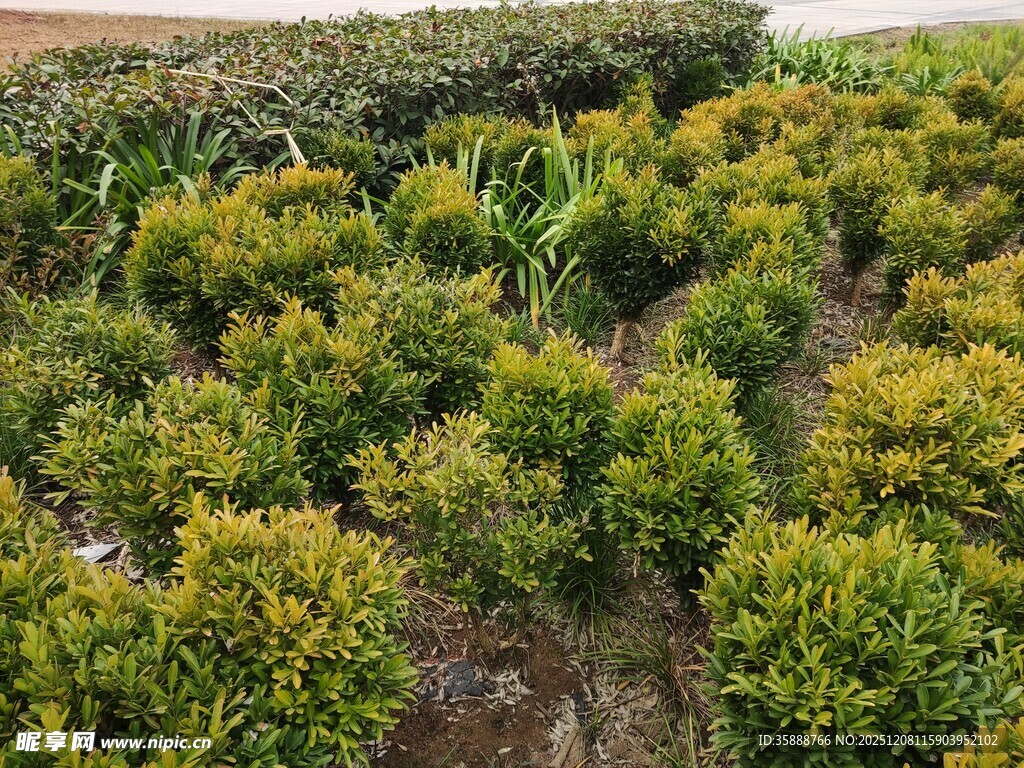 整齐排列的绿植苗木