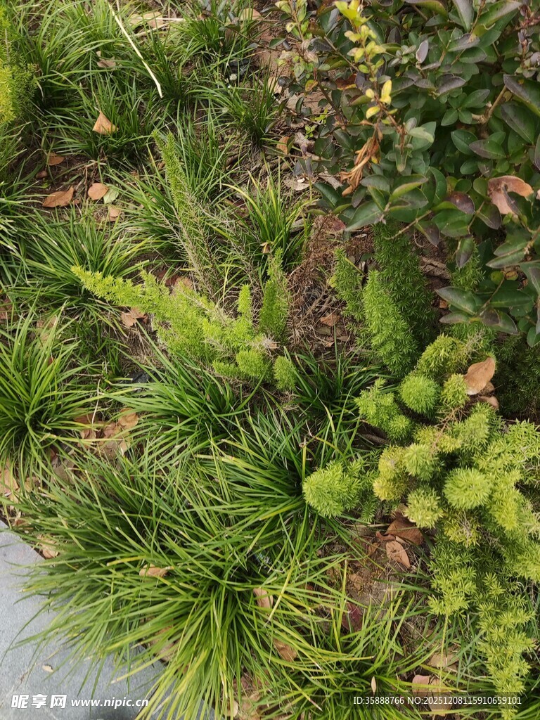 多样绿植景观