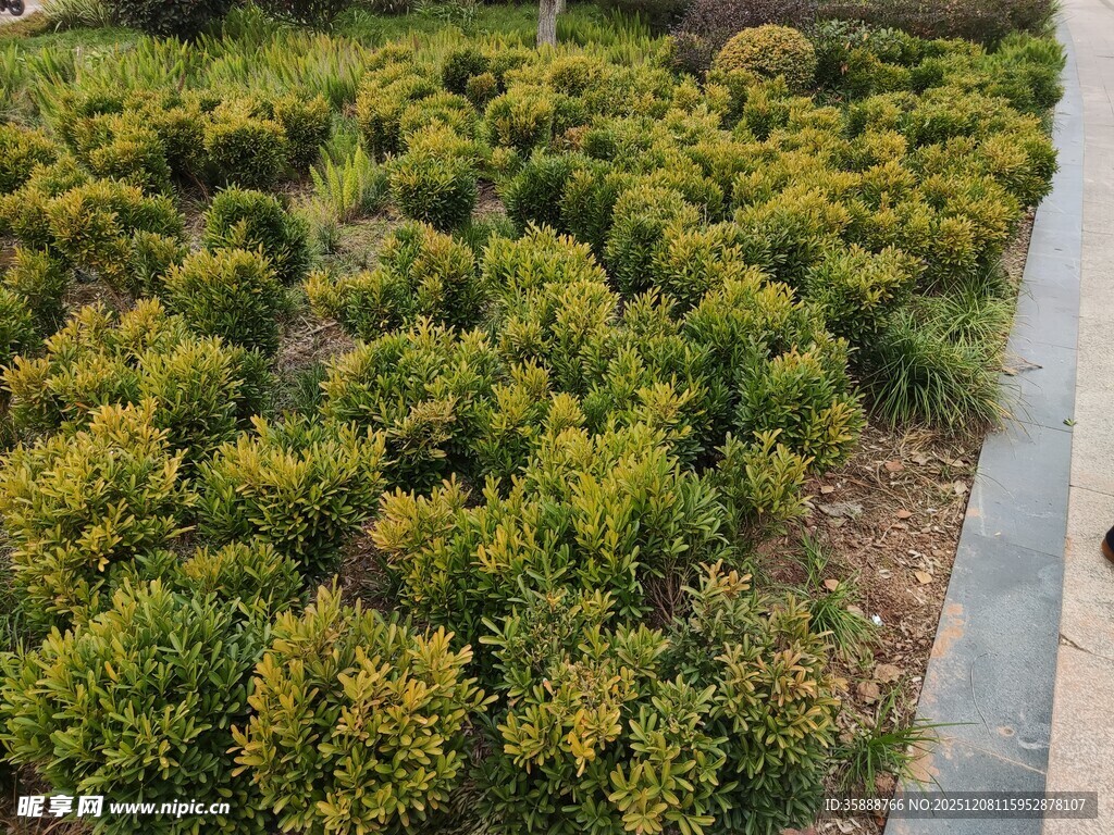 整齐绿植旁的步道