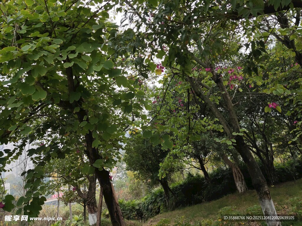 林间绿意盎然的自然景致