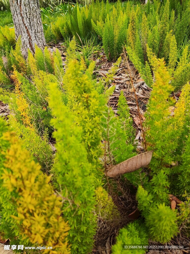 翠绿植物丛中的枯木