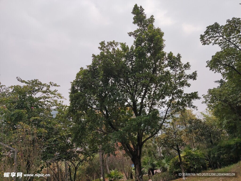 户外绿意盎然的树木景观