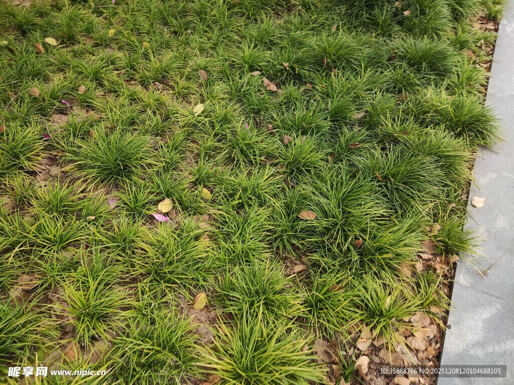 路边嫩绿丛生的小草
