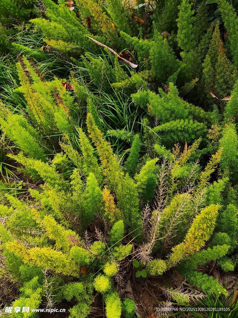 翠绿丛生的鲜嫩植物