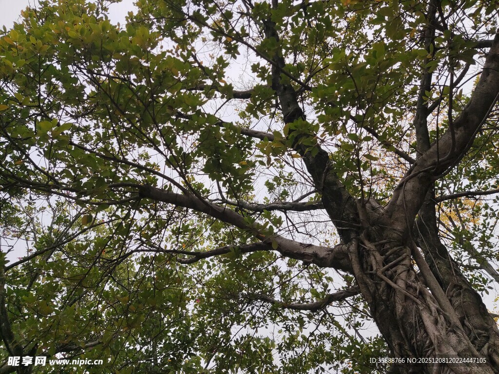 高大繁茂的树木