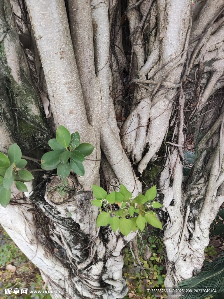 盘根错节的树根与新生绿植