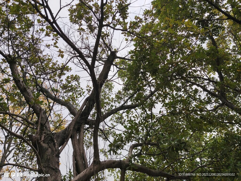 繁茂大树展现自然生命力