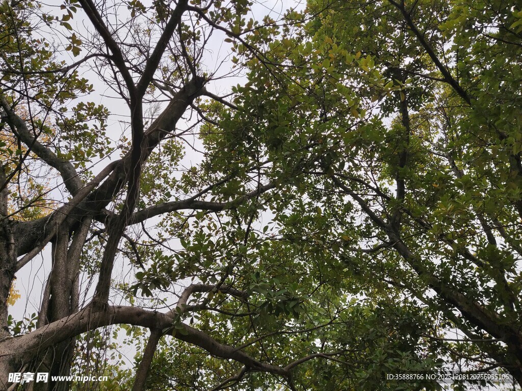 仰视繁茂大树枝叶景观