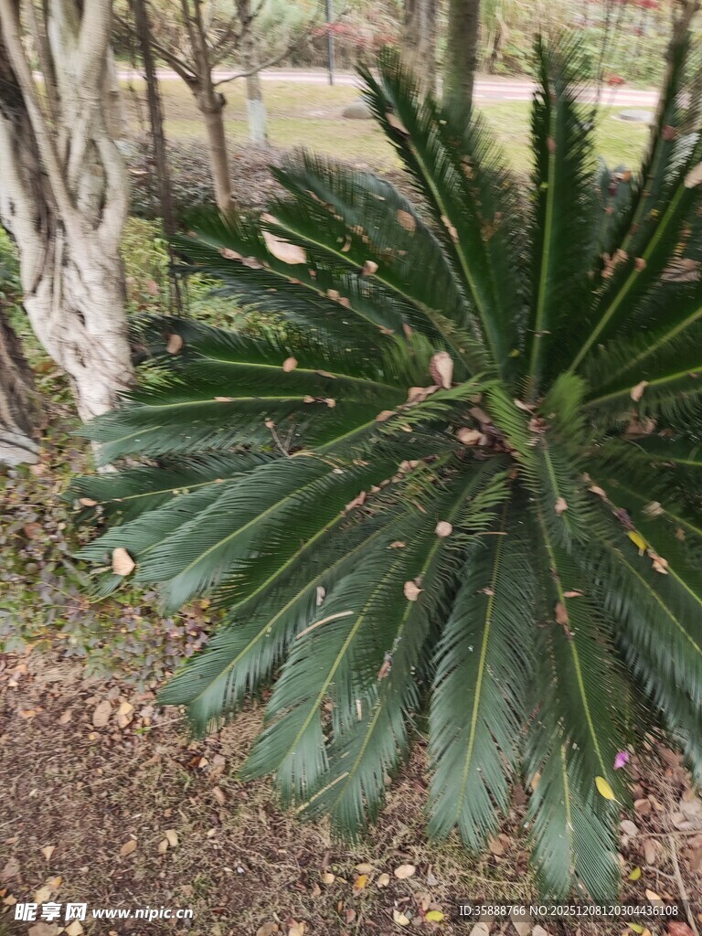 大型绿植铁树特写