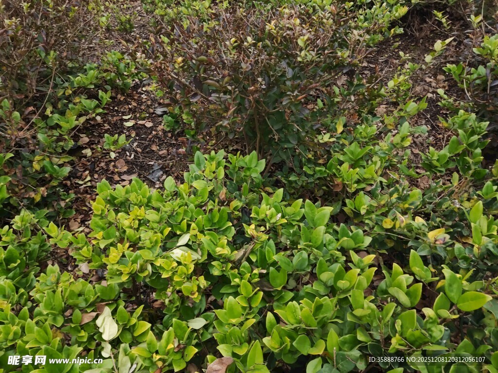 翠绿繁茂的地面植物景观