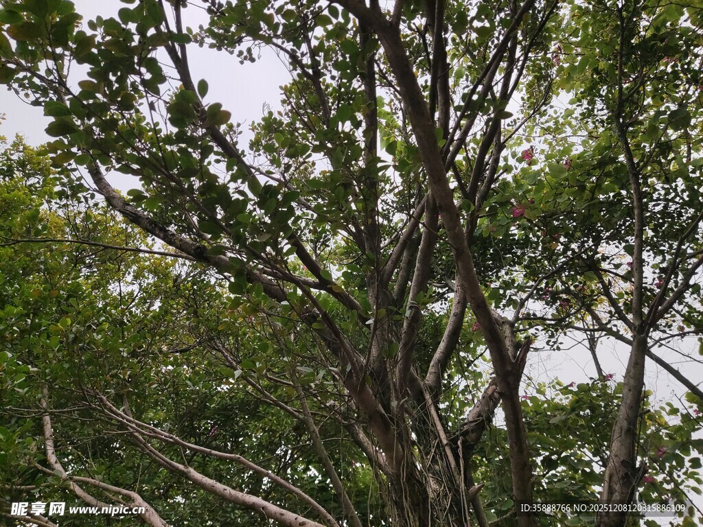 茂密树林中的繁茂树枝