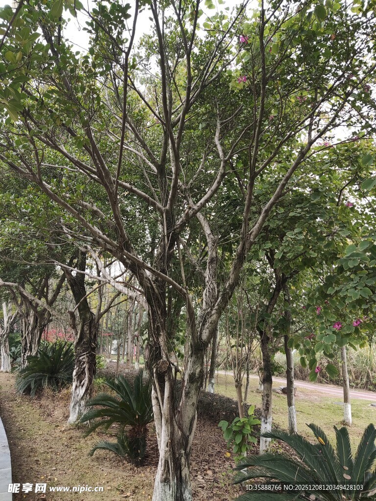 林荫小道的繁茂树木景观