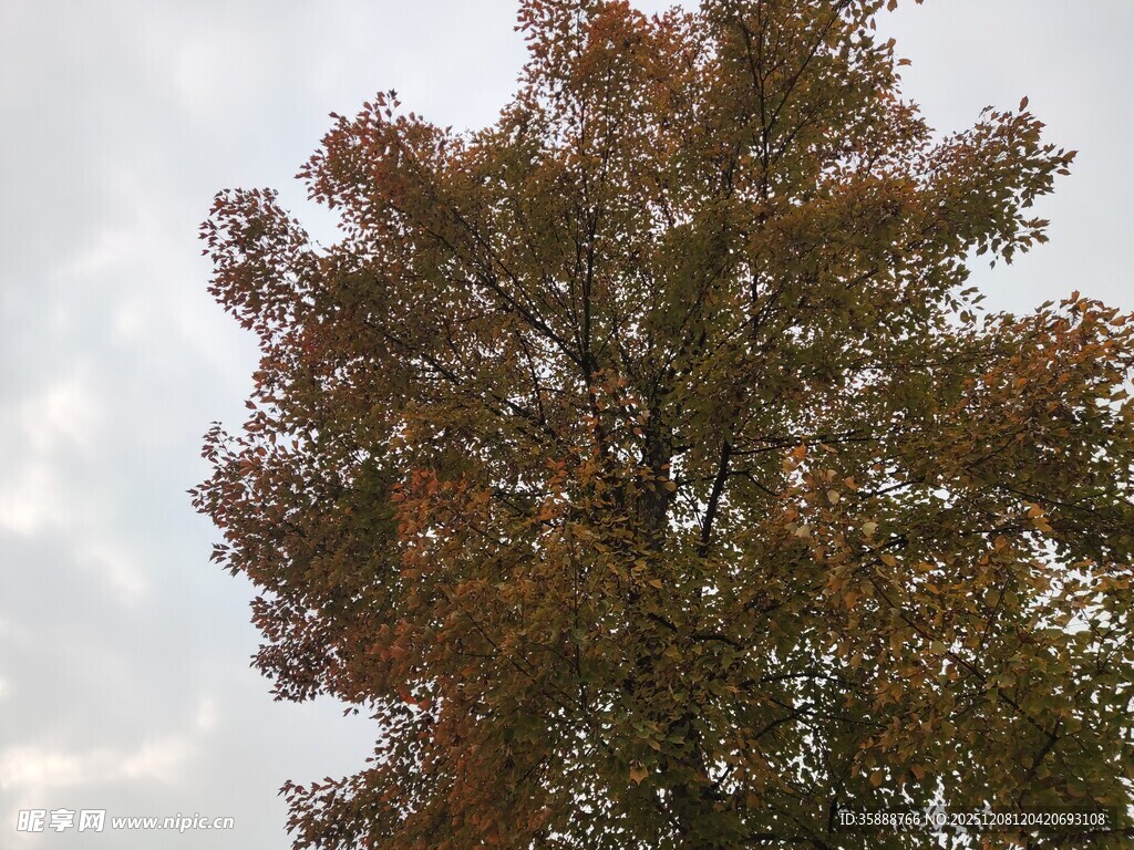 秋日树冠斑斓树叶映天际