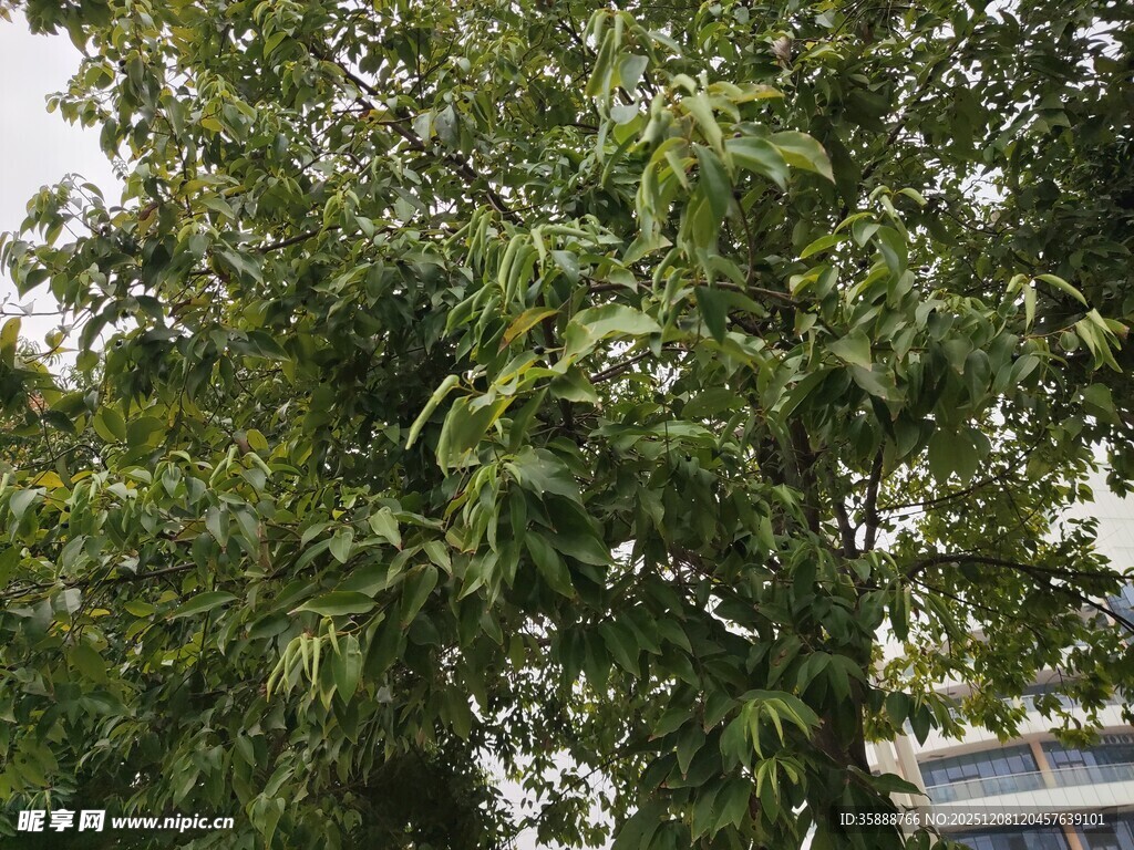 绿叶繁茂的大树