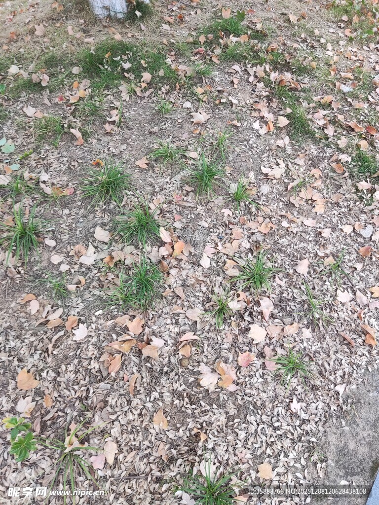 地面上的碎石与零星小草