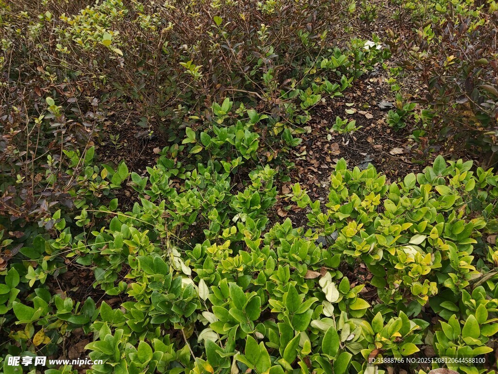 翠绿繁茂的地面植物景观