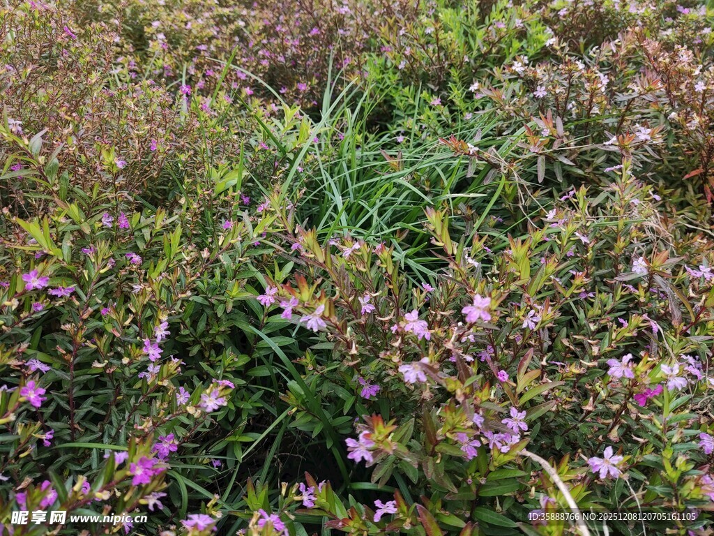 野外紫色小花与绿植景观