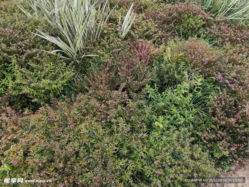 多样绿植景观