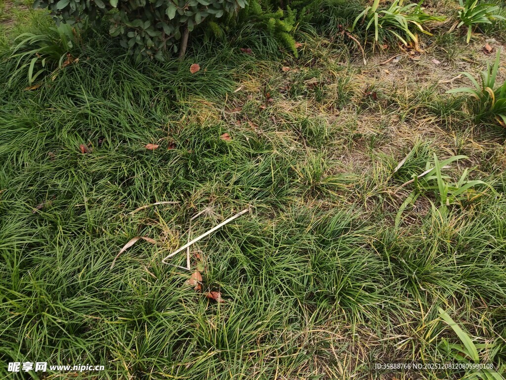 草地中的植物与枯枝