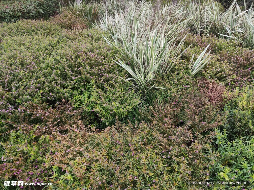 多样绿植景观