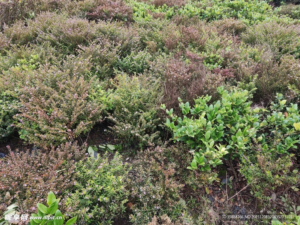 多彩植被覆盖的地面景观