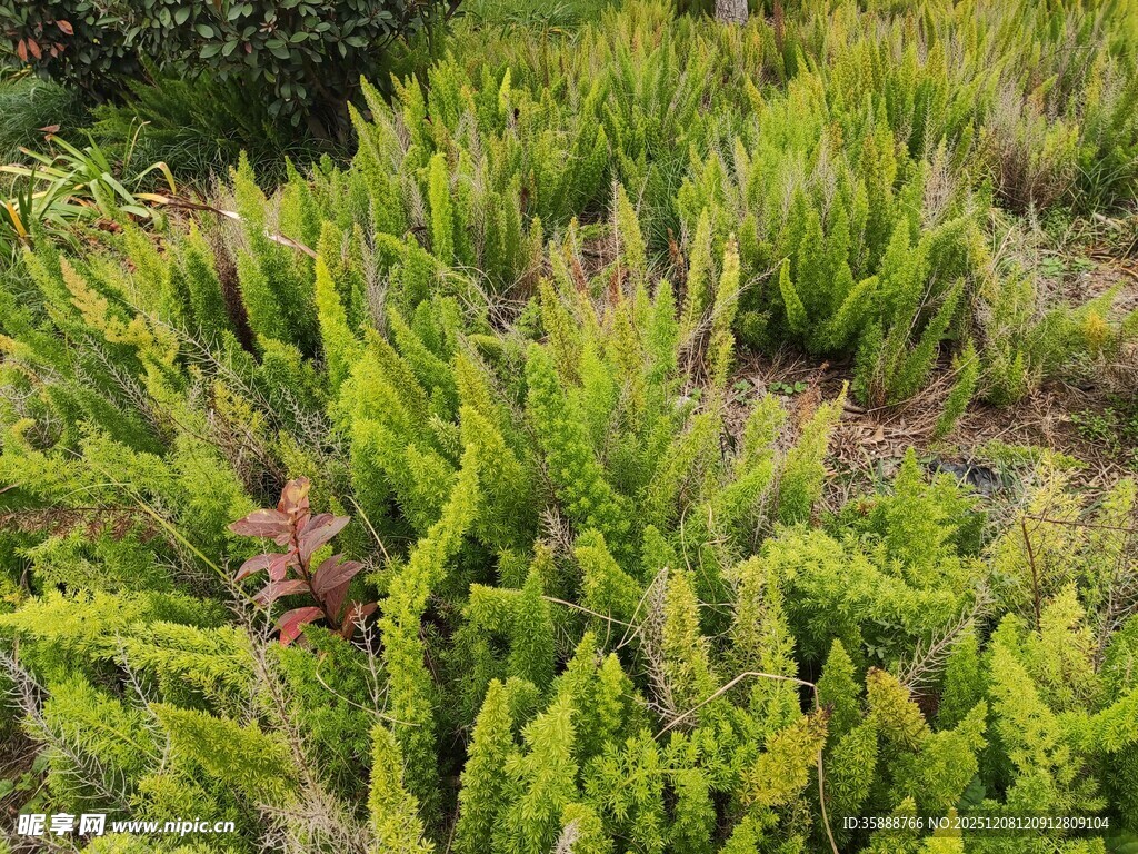 翠绿丛生植物景观