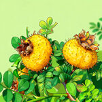 刺梨 刺梨果 刺梨插画