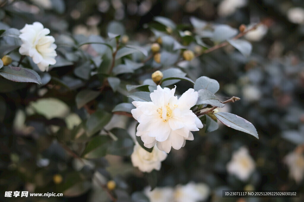 洁白山茶花绽放