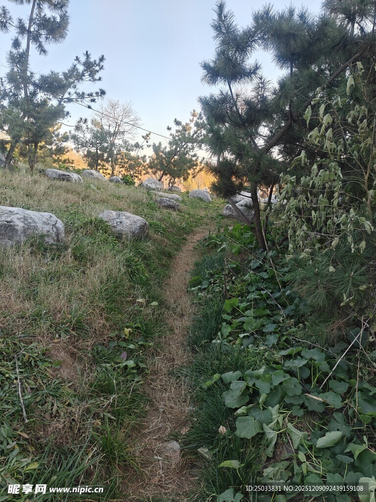 山间小径绿意盎然的风景