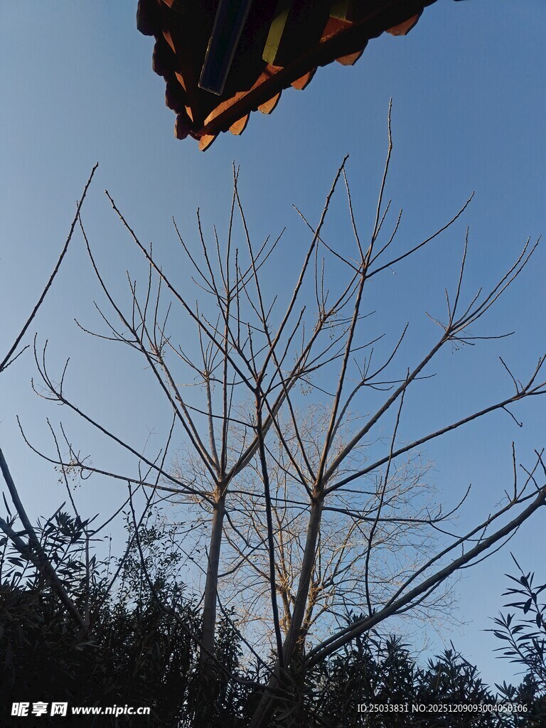 冬日枯树与蓝天景象