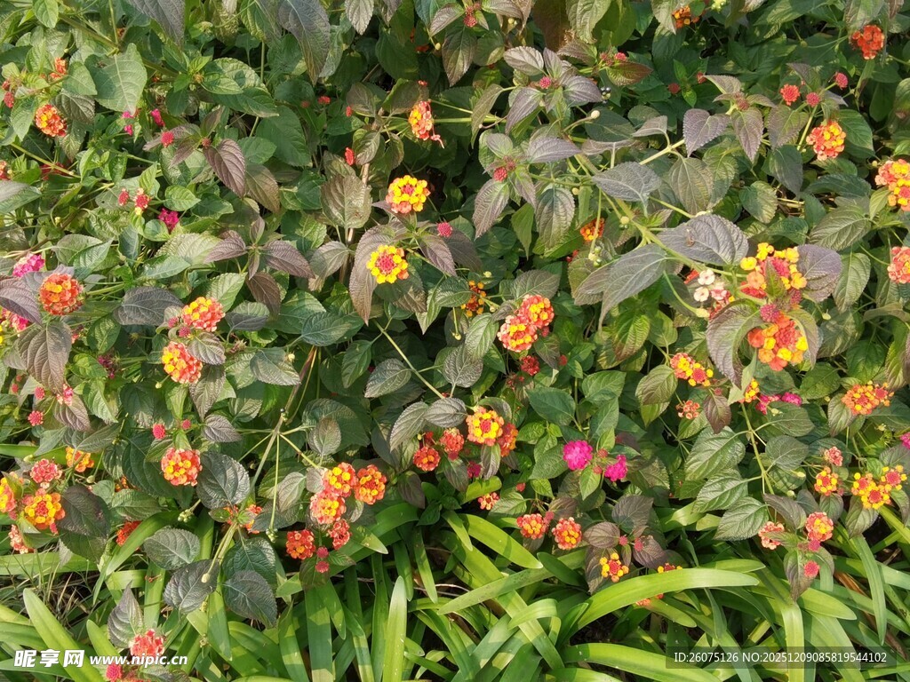 多彩花卉绿植景观