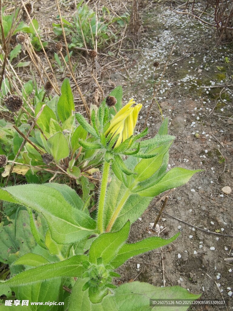 小径旁绽放的黄色野花