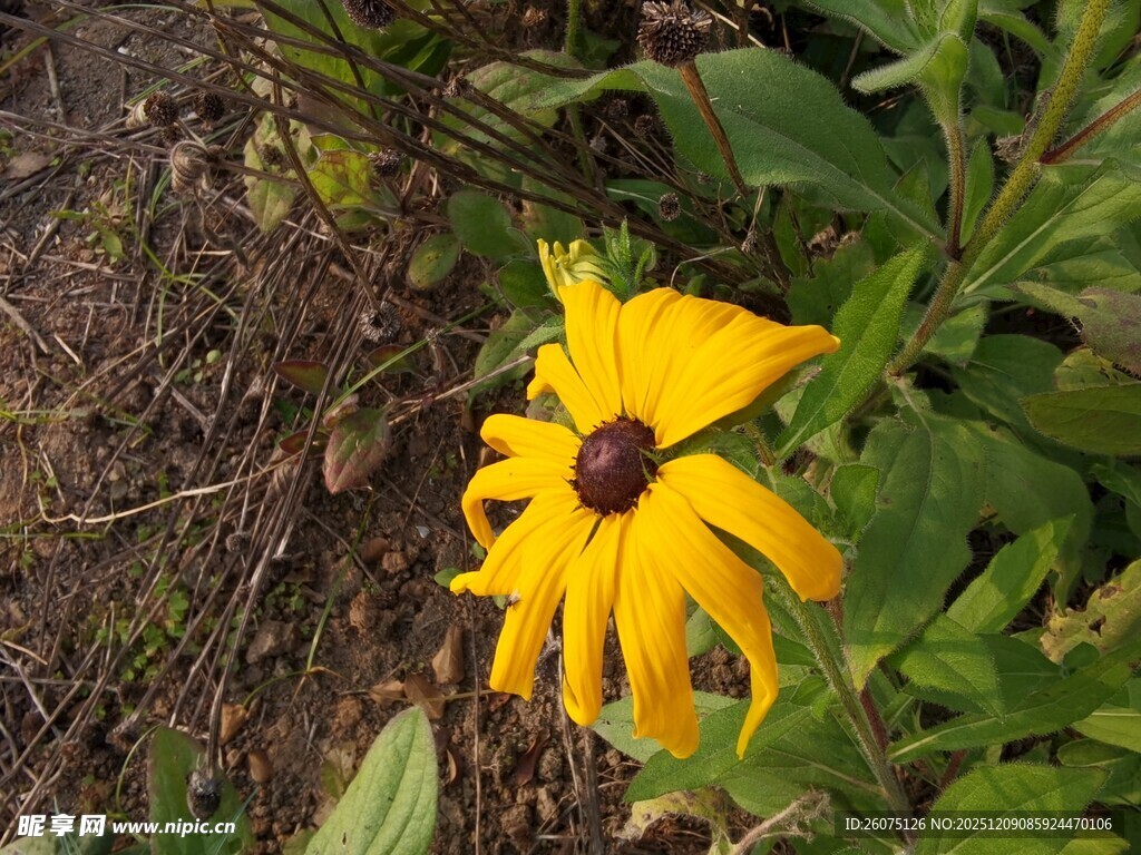 黄色黑心菊特写