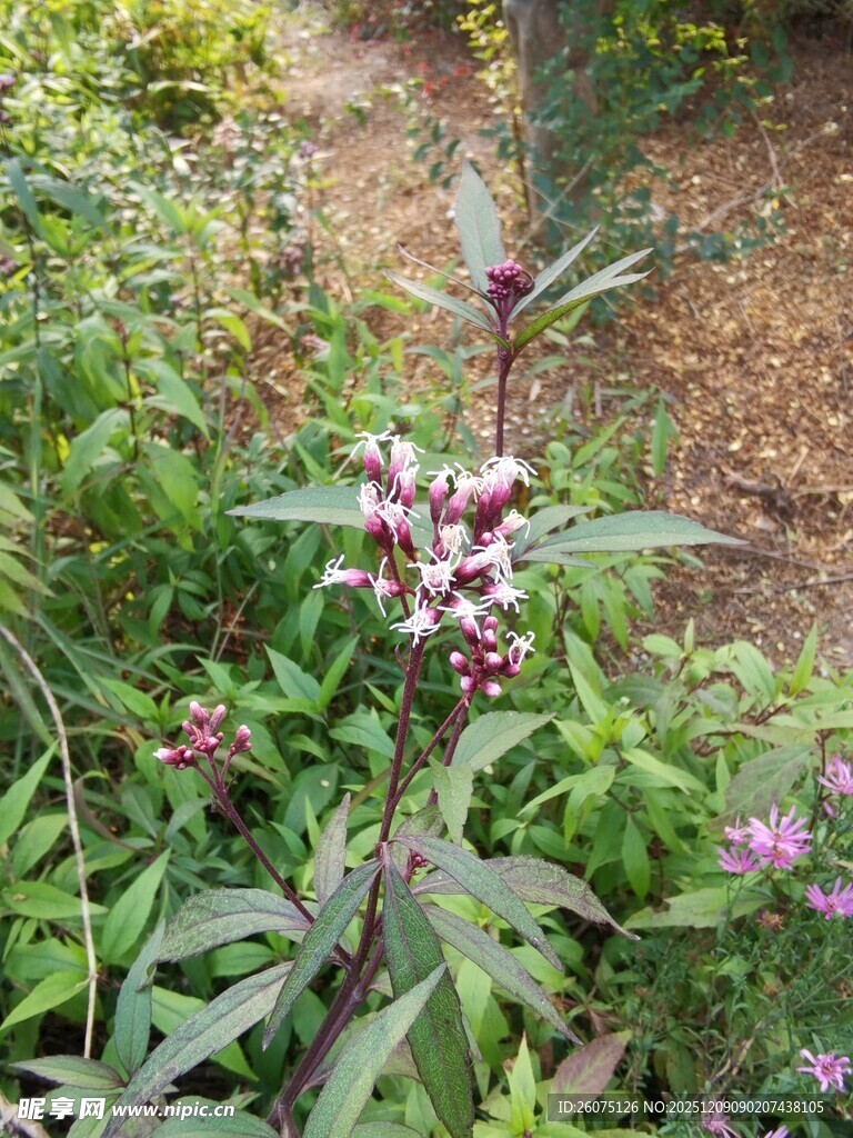 野外绽放的紫色小花