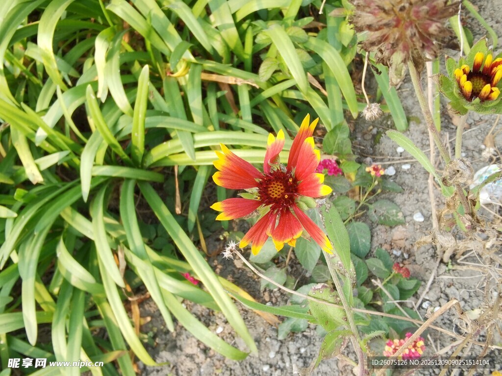 艳丽双色花朵与绿叶