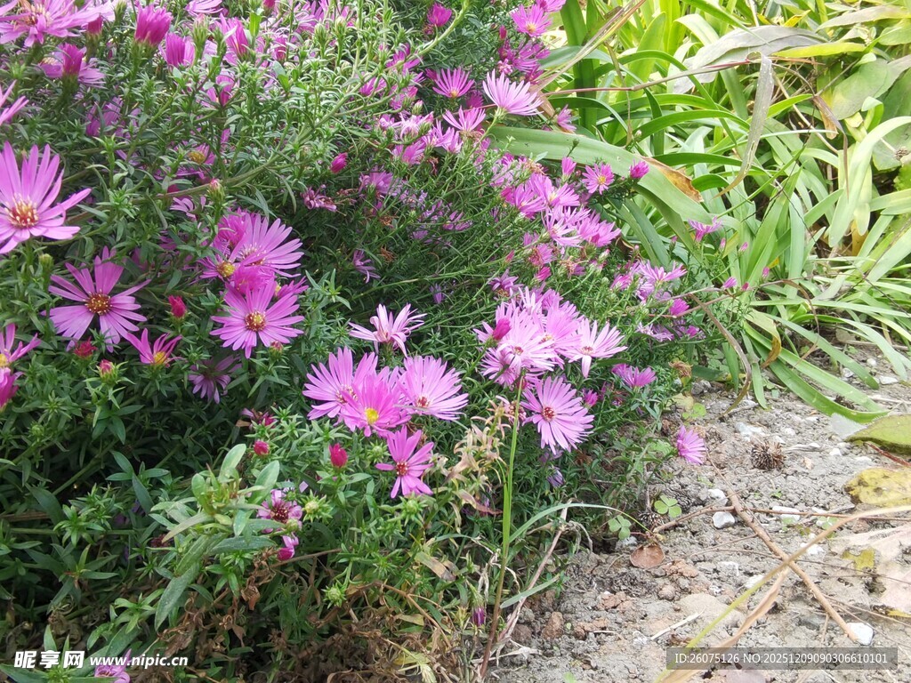 绽放的粉花及周边绿植