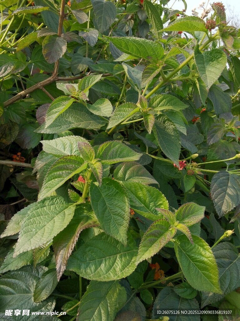 绿叶繁茂的植物景象