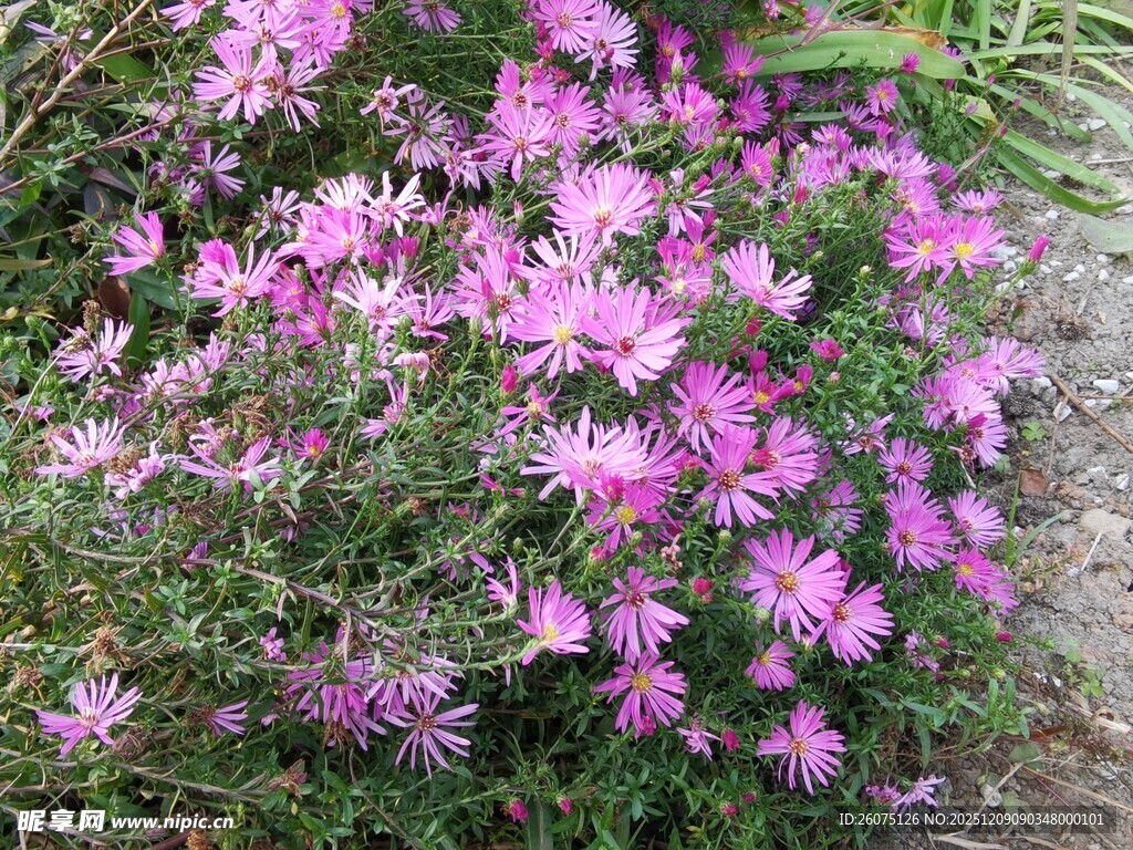 绽放的粉色美丽野花