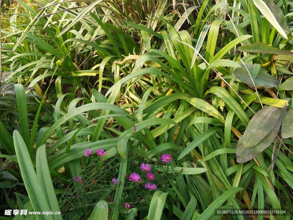 繁茂绿植中的紫色小花