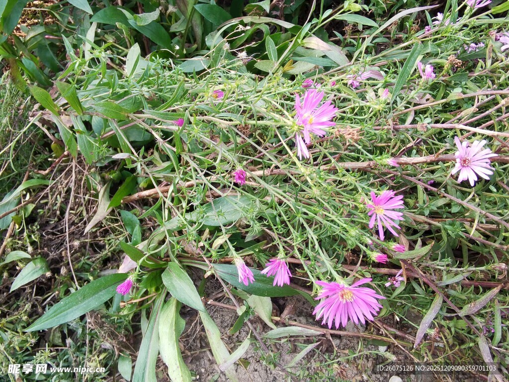 草丛中的粉色小花