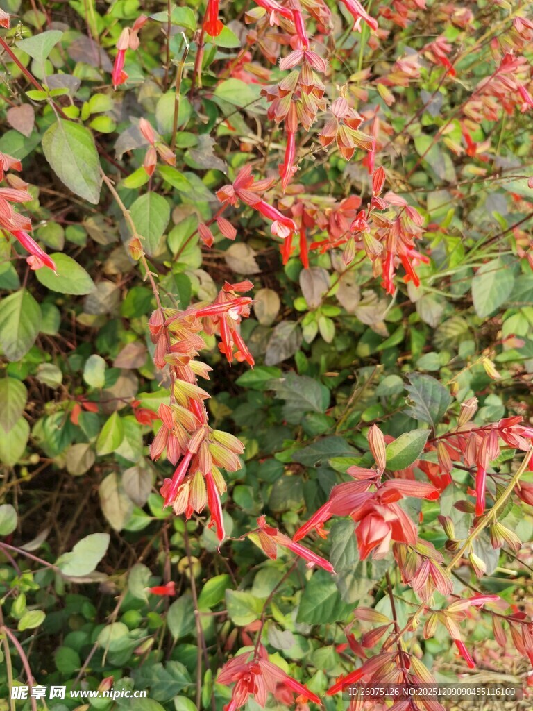 鲜艳垂吊花卉绽放