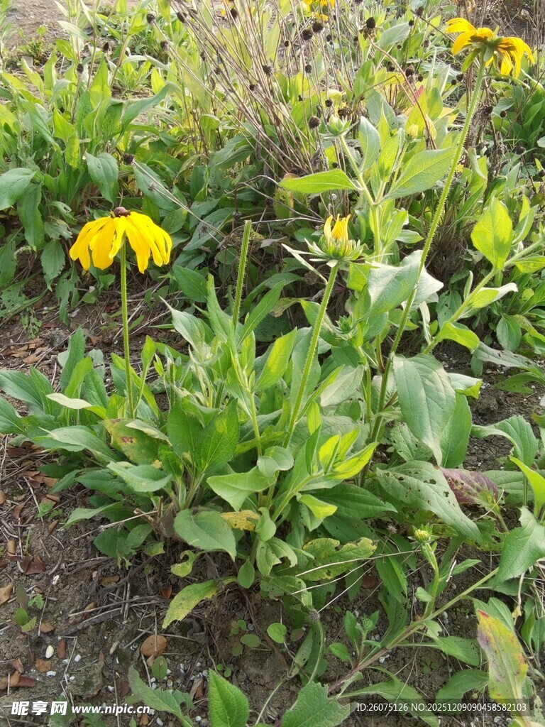野外绽放的黄色黑心菊